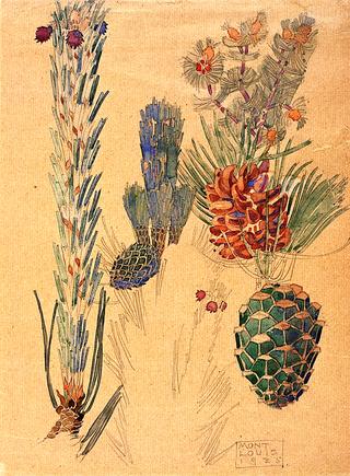 Pine Cones, Mont Louis