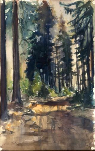 Sunlit Forest Path