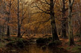 Forest in Autumn