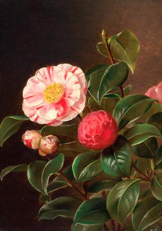 Camelias