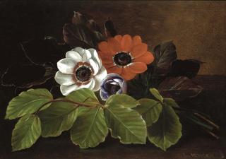 Anemones