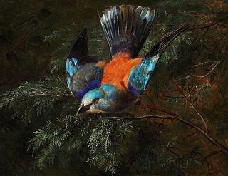 A jay in a spruce