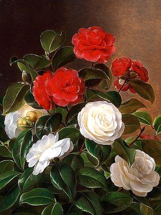 Red and white camellia