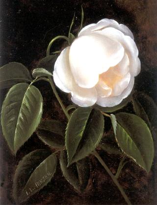 A white rose