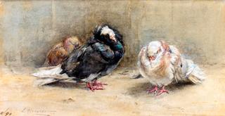 A Trio of Sleeping Pigeons