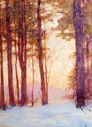 Pines at Sunset
