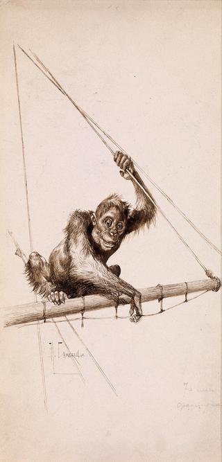 Monkey on the Yacht