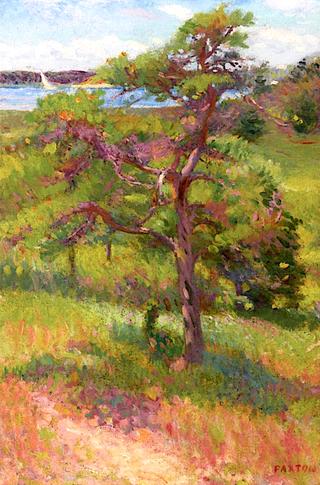 Tree by an Inlet, Cape Cod