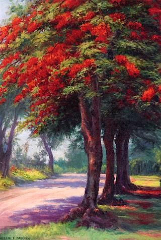 Jacaranda Tree