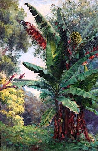 Banana Tree Grove