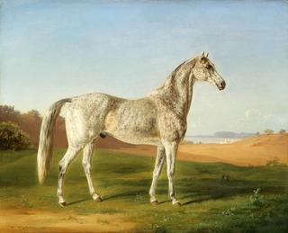 Spotted Arabian