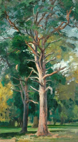 The Scotch Fir