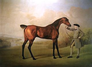 Dark Bay Racehorse in a Field, Held by a Groom in Grey
