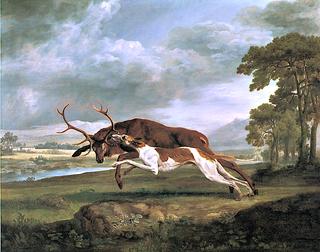 Greyhound Attacking a Stag