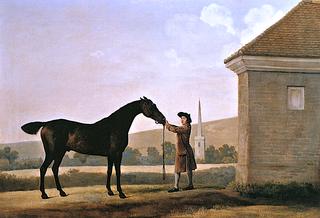 Jenison Shafto's Brown Horse 'Ascham' Held by a Groom at Newmarket