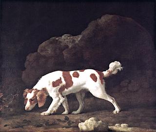 Spaniel