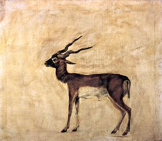 Blackbuck (unfinished)