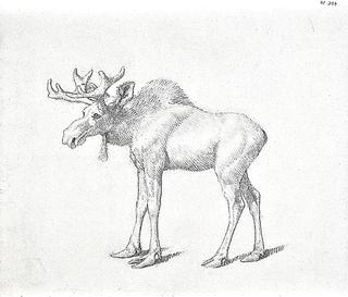 The Duke of Richmond's Second Bull Moose