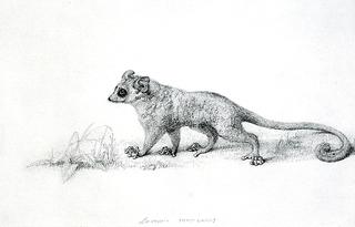 Marmaduke Tunstall's Mouse Lemur