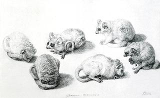 Marmaduke Tunstall's Mouse Lemur