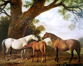Two Shafto Mares and a Foal (1)