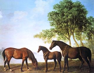 Two Shafto Mares and a Foal (2)