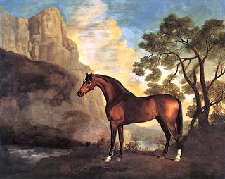 A Bay Arabian Belonging to Robert Gregory MP