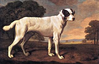Viscount Gormanston's White Dog