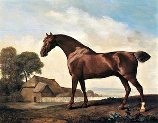 'Alexander', a Chestnut Stallon Belonging to Lord Grosvenor, in a Paddock at Oxcroft Farm