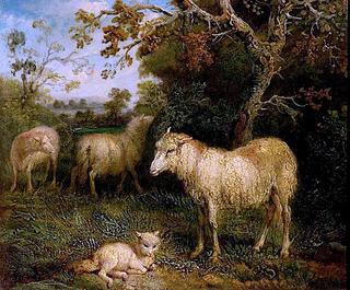 Landscape with Sheep