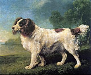 Brown and White Spaniel Facing Left