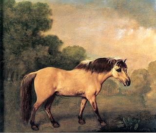 A Dun Pony