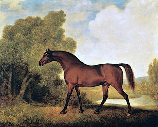 "Ambrosio', a Bay Stallion Belonging to Thomas Haworth