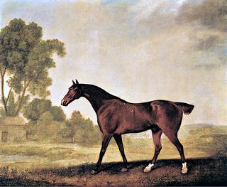 'Eagle', a Bay Racehorse