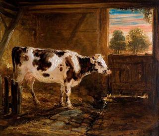 Cow in Barn