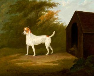 英国老猎犬