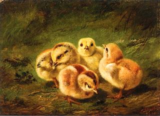 Chicks