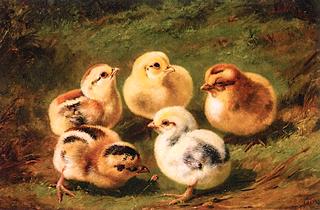 Baby Chicks