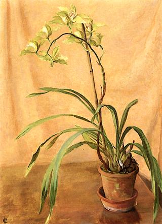 Green Cymbidium