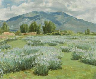 Wild Iris near Taos Mountain