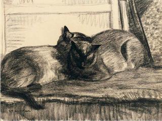 Two Cats Sleeping in the Studio