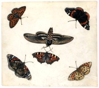 Butterflies