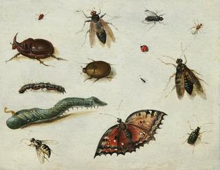Insects