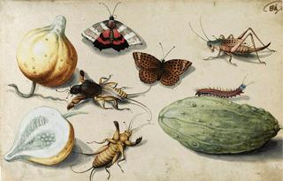Butterflies, mole crickets, grasshopper and caterpillar with gourd and figs