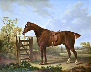 'Regent', a Favourite Horse of Sir Thomas Stanley of Hooton, Cheshire