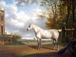 A Grey Cob at Croxteth