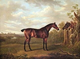 Bay Hunter in a Field with Two Horses Looking over a Fence