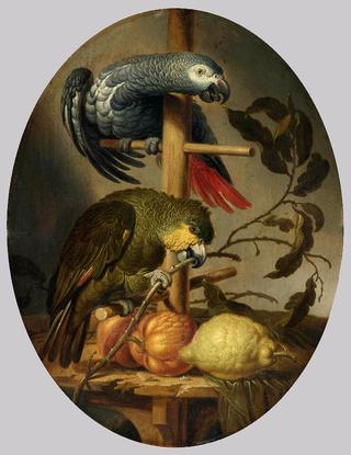 Parrots
