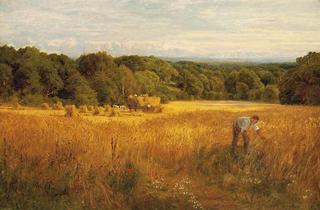 A golden harvest