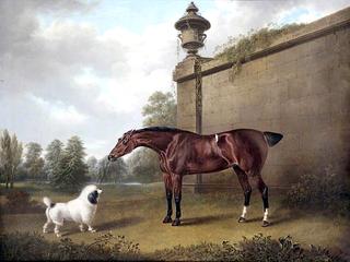 Chestnut Hunter and a Dog in a Park